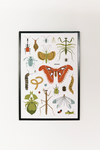 Bug Collector Art