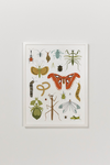 Bug Collector Art