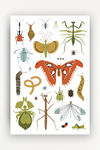 Bug Collector Art